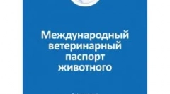 Hogyan készítsünk egy macskát a kiállításra: a szükséges feltételek, valamint az események árnyalatai